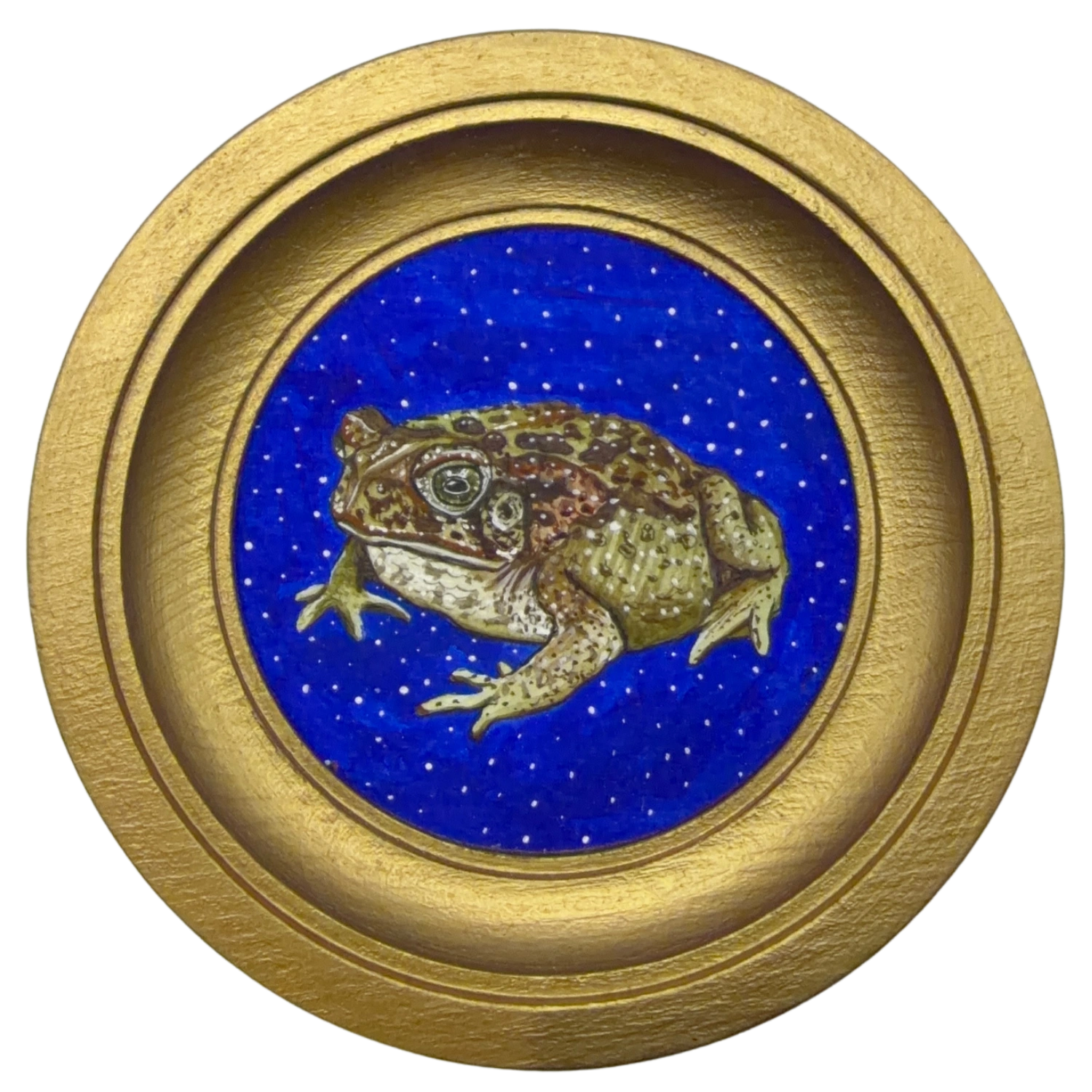 [039] Cane toad