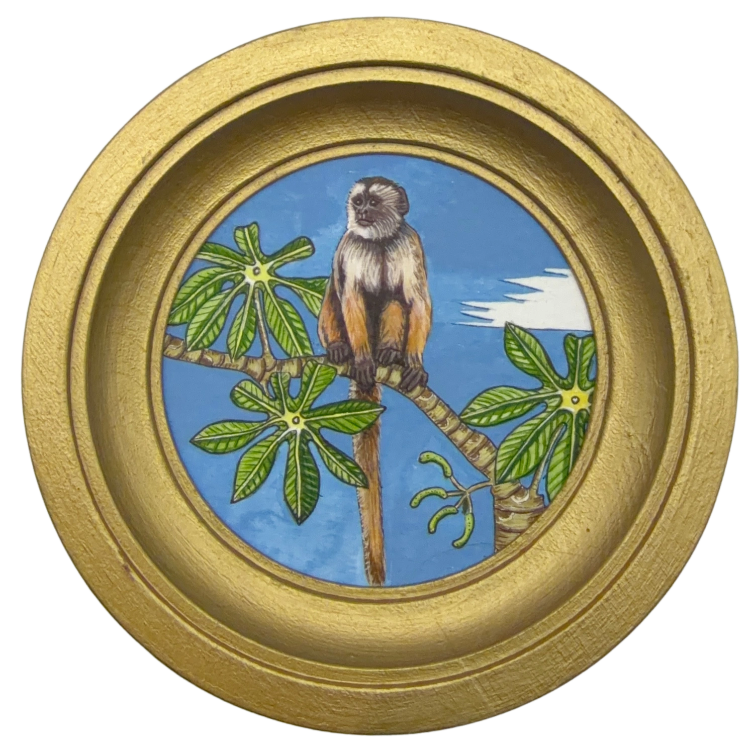 [067] Humboldt's white-fronted capuchin