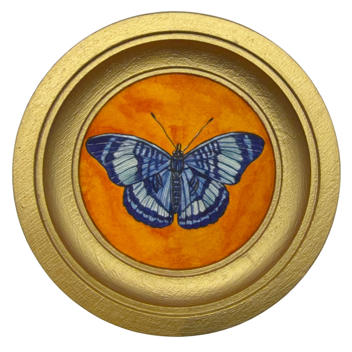 [084] Panacea prola
