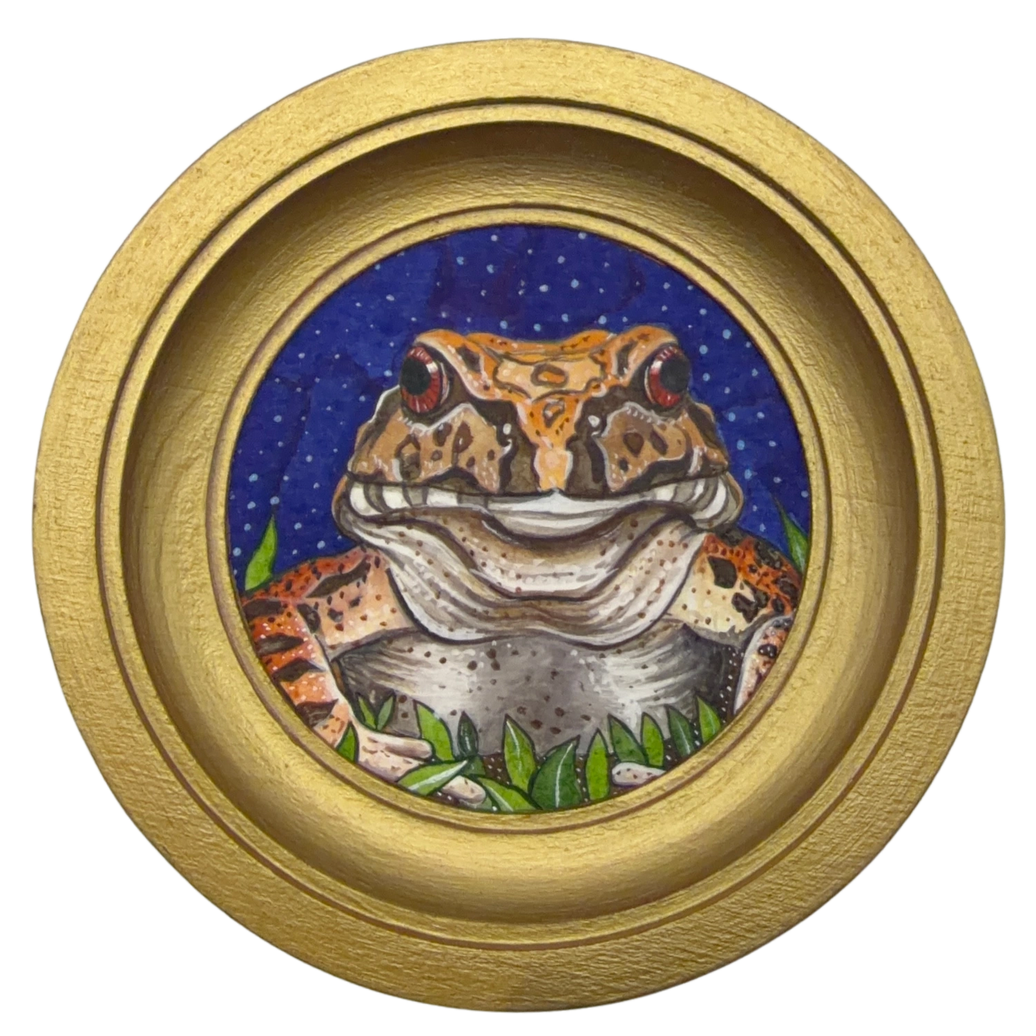 [097] South american bullfrog