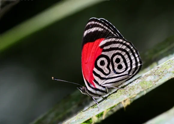 Eighty-eight butterfly resting on a leaf in Manu