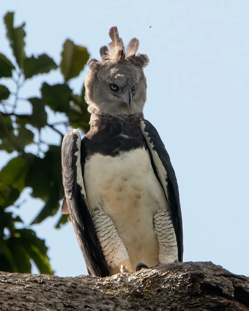 Harpy eagle perched in the Manu forest canopy