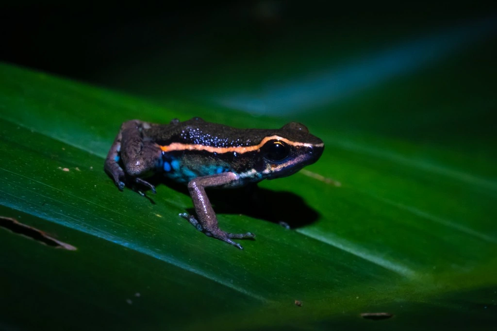 Colourful poison frog on a green leaf in the Manu forest