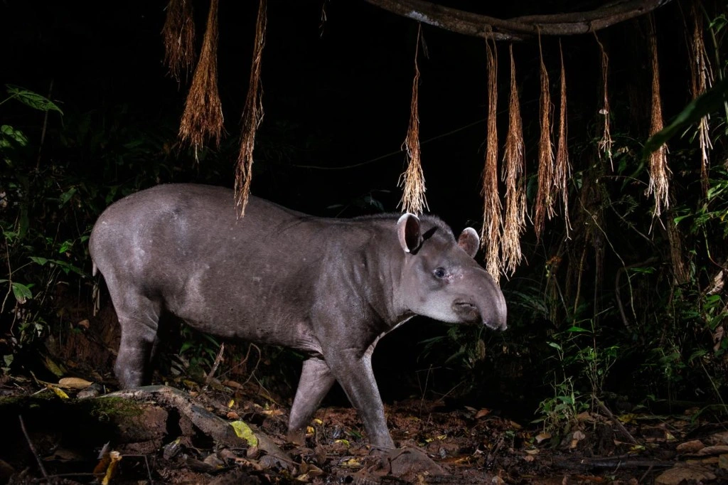 Lowland tapir moving through the Manu forest at night