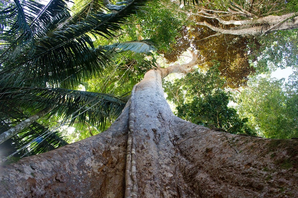 Looking up a rainforest trunk into layered canopy foliage in Manu