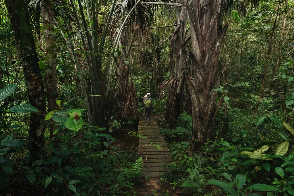 Forest habitat that depends on timely conservation action