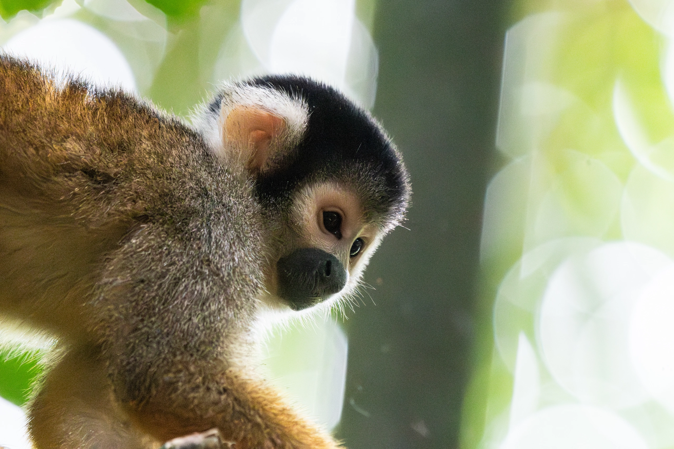 Black-capped squirrel monkey in the Manu forest